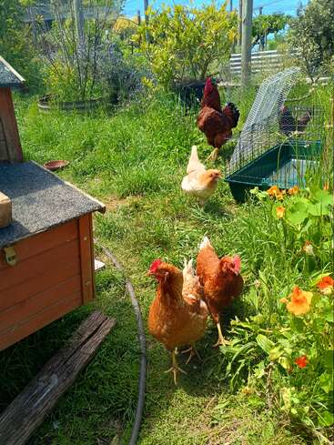 Four chickens roam a sunny, green garden filled with grass, flowers, and shrubs. A coop and cage are visible, creating a peaceful, rural scene.