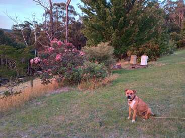 Ein brauner Hund sitzt auf grünem Gras in der Nähe von rosa blühenden Sträuchern und Bäumen. Im Hintergrund sind zwei weiße Bienenstöcke und dichter Wald zu sehen.