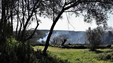 Una apacible pradera con hierba verde y flores silvestres rodeada de árboles. El humo se eleva en la distancia, creando una escena campestre tranquila, rústica y serena.