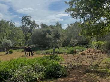 A peaceful rural scene with a dark horse grazing on grass in a green, sunny pasture, surrounded by trees and bushes under a blue sky.