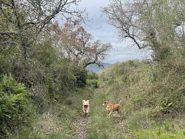 Two dogs are walking on a narrow, overgrown path surrounded by green bushes and bare trees on a cloudy day, enjoying nature and freedom together.