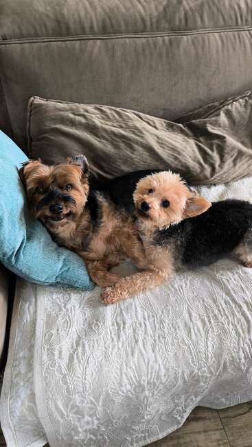 Dois cachorrinhos fofos com pelagem macia estão se aconchegando em um sofá confortável, coberto com almofadas macias e um cobertor branco. Ambos parecem confortáveis e relaxados.