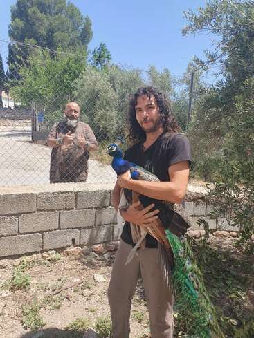 A man with long curly hair holds a vibrant peacock. Another man stands behind a wire fence. It's a sunny day with trees and greenery around.