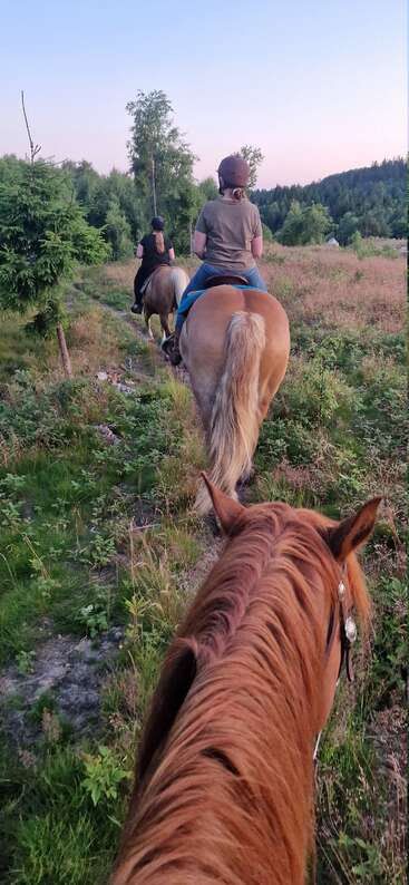 Three people are horseback riding along a grassy trail at sunset, surrounded by trees and nature, enjoying a peaceful outdoor adventure in the countryside.