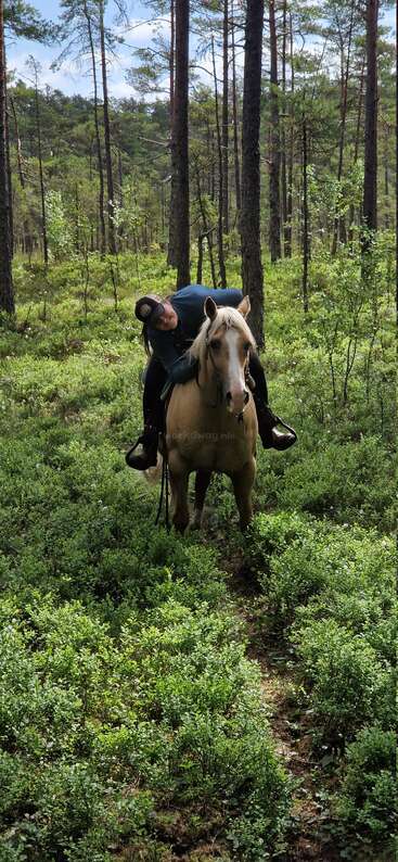 A person in a cap is lying forward on a light brown horse, riding through a lush, green forest surrounded by tall pine trees under a blue sky.