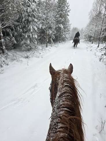 A snowy forest path with two horses, one ridden, one viewed from behind. Snow covers trees, ground, horses' manes, creating a peaceful, wintry scene.