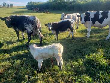 Un grupo de vacas y un ternero pastan en un prado cubierto de hierba y bañado por el sol. Al fondo se ven árboles y maquinaria agrícola bajo un cielo azul y despejado.