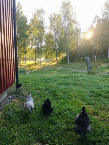 Au lever du soleil, trois poules picorent l'herbe verte près d'un bâtiment rouge, tandis que les rayons du soleil filtrent à travers de grands bouleaux et qu'un chemin de terre se dessine en arrière-plan.