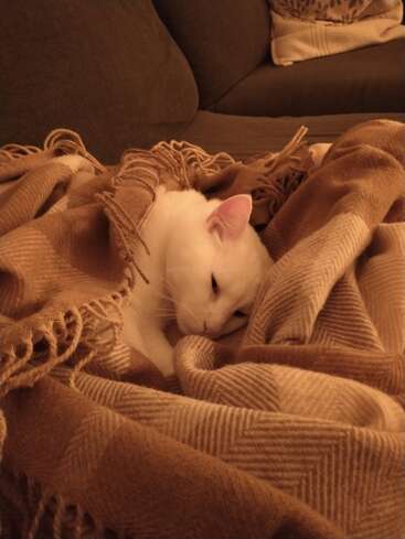 Un chat blanc tout doux est confortablement blotti dans une couverture moelleuse, marron et beige, sur un canapé ; il semble détendu et à l'aise dans ce cadre chaleureux et douillet.