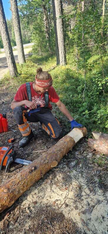 A person in work gear and gloves kneels by a cut log in a forest, inspecting it. Chainsaw, fuel can, and sawdust are nearby.