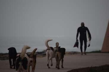 Un grupo de cinco perros camina por un sendero envuelto en niebla junto a un surfista con traje de neopreno que lleva una tabla de surf, dirigiéndose hacia el mar, creando una escena serena.