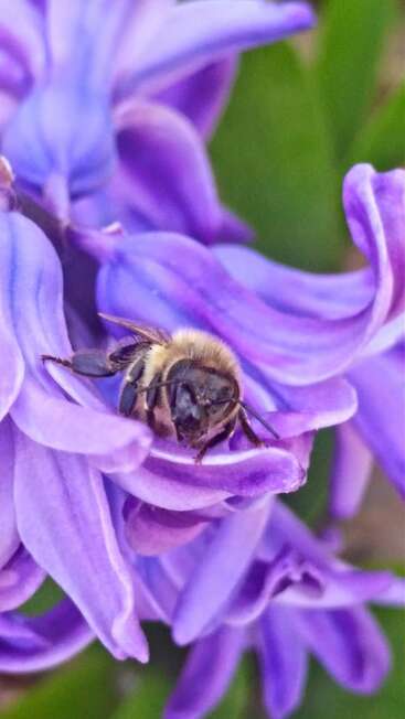 The image depicts a bee on a purple flower, with the bee\'s body facing the camera and its wings folded. The flower is in sharp focus.