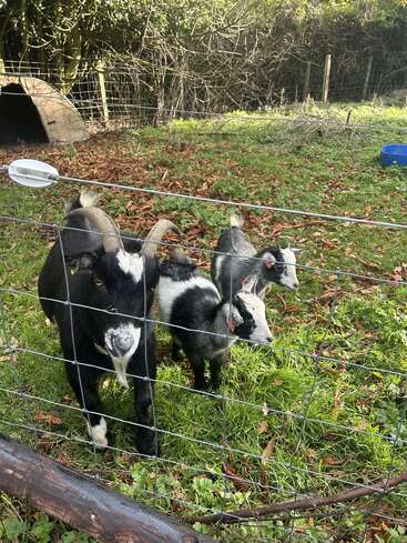 Three goats stand behind a wire fence on a grassy and leafy patch. One large goat is closest, with two smaller goats nearby, surrounded by trees.