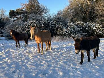 Three animals, two horses and a donkey, stand in a snowy field. Sunlight casts long shadows. Snow covers the ground and trees in the background. Peaceful scene.