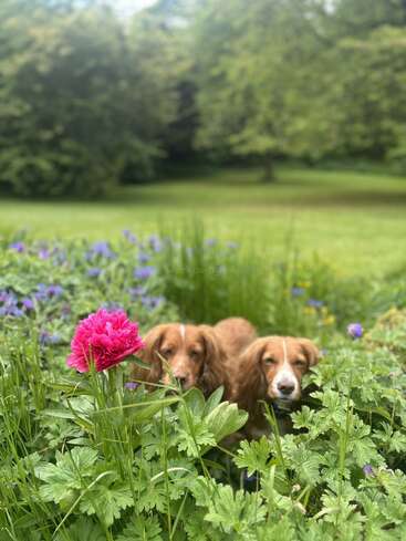 Two brown dogs peek through green foliage and blooming flowers, including a bright pink blossom, in a lush garden with trees and grass in the background.