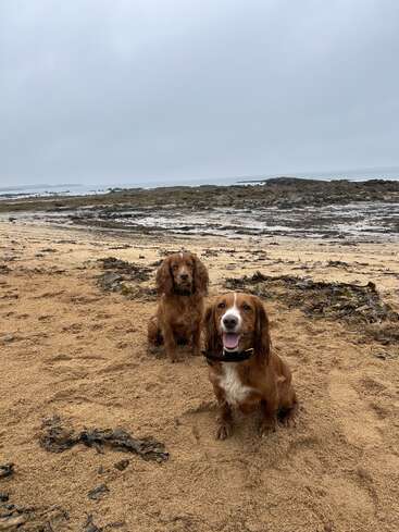 Two brown dogs sit on a sandy beach with seaweed scattered around. The sky is overcast, and rocky tide pools are visible in the background.