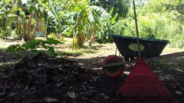 The image shows a yard with a pile of leaves and branches, featuring a lawn with a few trees and bushes, with a fence in the background and a clear sky above.