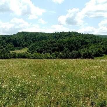 La imagen representa un paisaje sereno con un frondoso campo de hierba alta y flores silvestres, con un denso bosque de fondo bajo un cielo azul con nubes blancas.