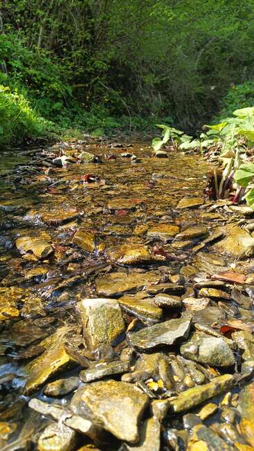 A shallow stream flows over smooth, mossy rocks surrounded by lush green plants and trees, sunlight filtering through leaves, creating a peaceful, natural woodland scene.