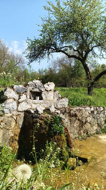 A rustic stone spring sits beneath a blossoming tree. Wildflowers and greenery surround the peaceful scene, with sunlight highlighting the natural beauty and tranquility.
