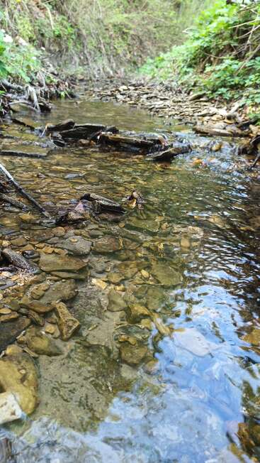 Clear shallow stream flows over layered rocks, surrounded by green plants and foliage. The water is transparent, reflecting sky and trees, creating a peaceful natural scene.
