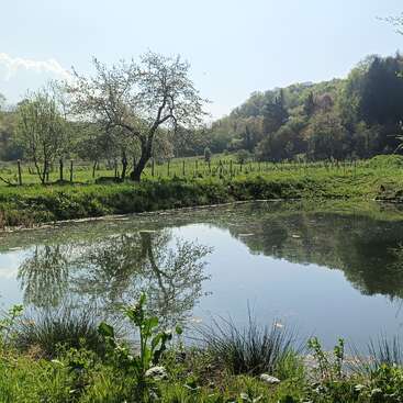 Un étang paisible reflète les arbres voisins et un ciel bleu limpide, entouré d'une pelouse verdoyante, de buissons et d'un paysage champêtre serein parsemé de clôtures en bois.