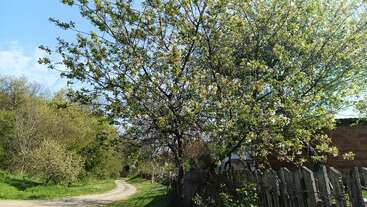 A sunny rural scene features blossoming trees, a winding dirt path, a rustic wooden fence, green grass, and a partially visible brick house under a bright blue sky.