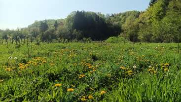 A lush green meadow filled with yellow dandelions, tall grass, and scattered trees, bordered by a forest under a clear blue sky on a sunny day.