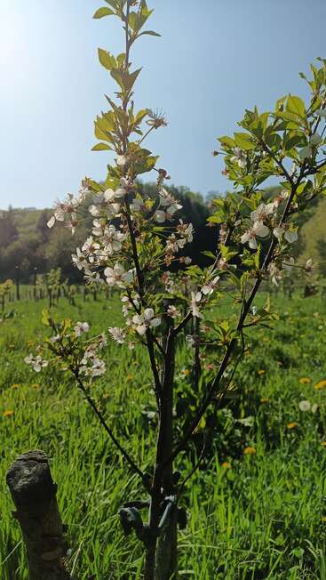 A young blossoming tree stands in a sunlit green meadow, covered with small white flowers, surrounded by lush grass and distant trees under a clear blue sky.