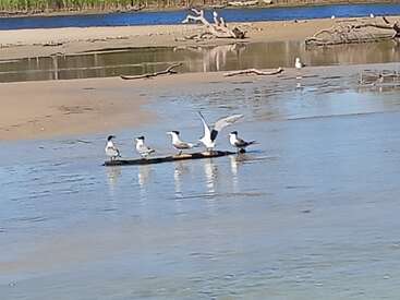 Cinq oiseaux se tiennent sur un tronc flottant dans des eaux peu profondes. Une plage de sable et des morceaux de bois flotté éparpillés apparaissent à l'arrière-plan, tandis que d'autres oiseaux se reposent plus loin.
