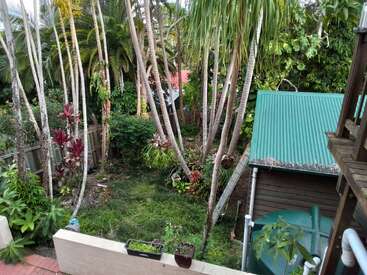 Esta imagen muestra un exuberante patio trasero con altas palmeras, densas plantas tropicales, un cobertizo con techo verde, un tanque de agua de lluvia y plantas en macetas sobre un muro bajo.