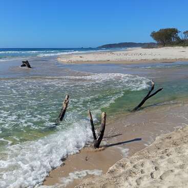 Strahlend blauer Himmel über einem Sandstrand, an dem vereinzelt Treibholz aus dem seichten Wasser ragt. Sanfte Wellen schlagen an die Küste. In der Ferne vervollständigen Bäume und eine Landzunge das friedliche Bild.