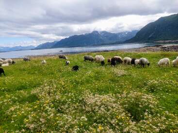 Schafe weiden friedlich auf einer üppig grünen Wiese, die mit Wildblumen übersät ist, neben einem ruhigen See, umgeben von majestätischen Bergen unter einem bewölkten, sonnigen Himmel.