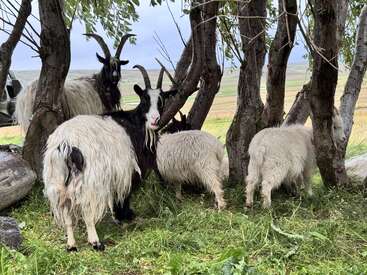 Five shaggy goats stand under a group of trees, grazing on green grass and seeking shade. Pastoral fields and distant hills stretch into the background.