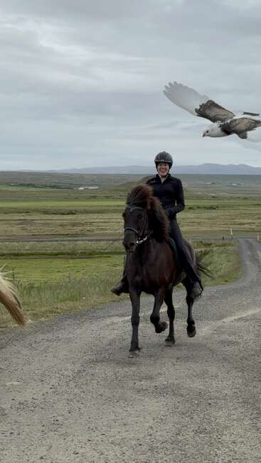 A person wearing a helmet rides a dark horse along a rural gravel road. A large bird flies overhead. The background shows green fields and distant hills.