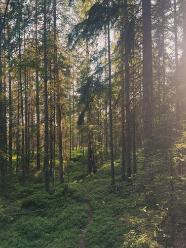 A luz do sol atravessa as árvores altas e densas da floresta, iluminando uma vegetação rasteira verde e exuberante. Um caminho estreito e sinuoso leva você mais fundo na floresta pacífica e serena, convidando-o a explorar.