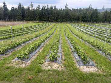 Fileiras de plantas jovens crescem em um campo bem organizado, cercado por grama verde e cercado por árvores altas e densas, sempre verdes, sob um céu nublado.