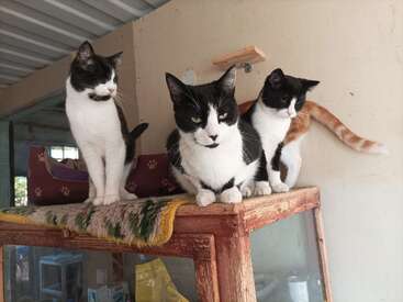 Three cats sit closely together on top of a wooden cabinet. Two are black and white, while one is a calico. All look curious and alert.