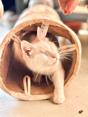 A content white cat lounges in a cozy tunnel, eyes closed and smiling. A hand reaches towards it, creating a moment of warmth and affection.