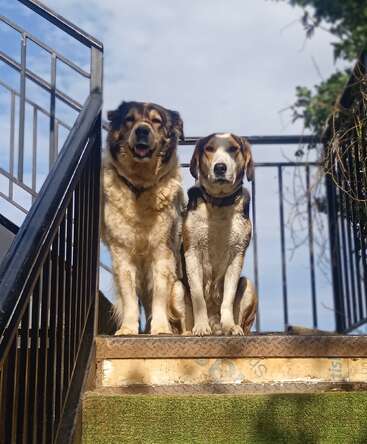 Two dogs sit closely together at the top of outdoor stairs, framed by black railings. One is fluffy, one sleek; both look lovingly at the camera.