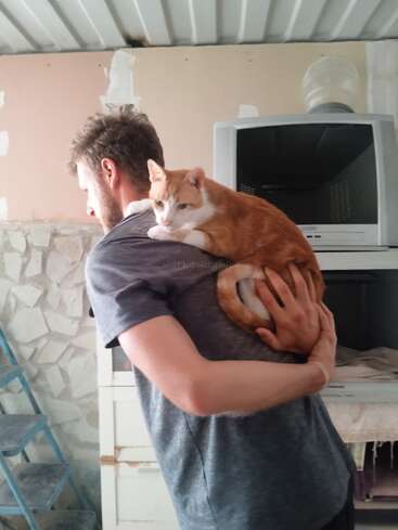 A man with short hair and a gray shirt gently holds an orange and white cat on his shoulder inside a room with unfinished walls and a TV.