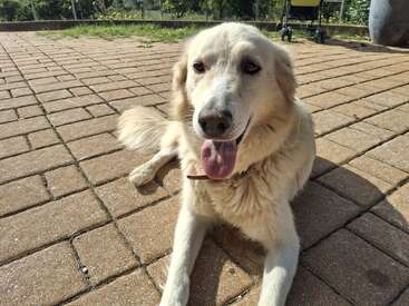 A fluffy, light-colored dog lies on a sunlit brick patio, panting happily with its tongue out. The background shows greenery and a yellow stroller.