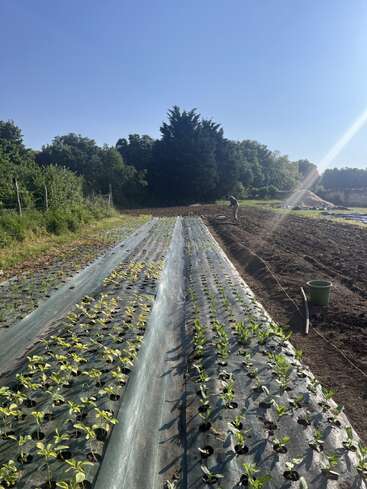 Rows of young plants grow under plastic mulch in a sunny field. A person works in the background. Lush trees border the cultivated area.
