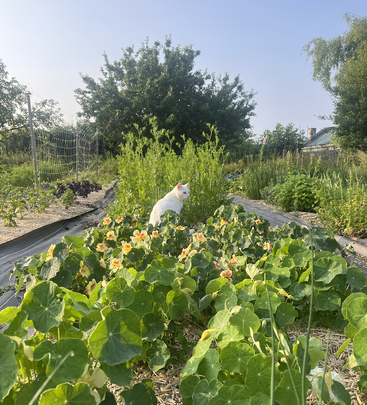 Un gato blanco se sienta entre exuberantes plantas verdes con flores amarillas y naranjas en un jardín lleno de vida, rodeado de árboles y bajo un cielo azul claro.