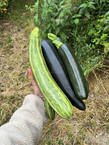 Una mano sostiene dos calabacines rayados y dos calabacines verde oscuro, recién cosechados de un huerto, con follaje verde y hierba al fondo.
