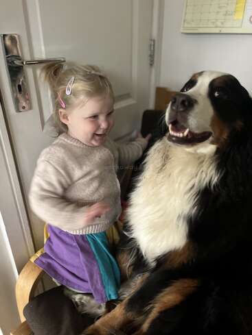A smiling young girl with blonde hair and colorful clips sits on a chair beside a large, happy Bernese Mountain Dog in a cozy indoor setting.