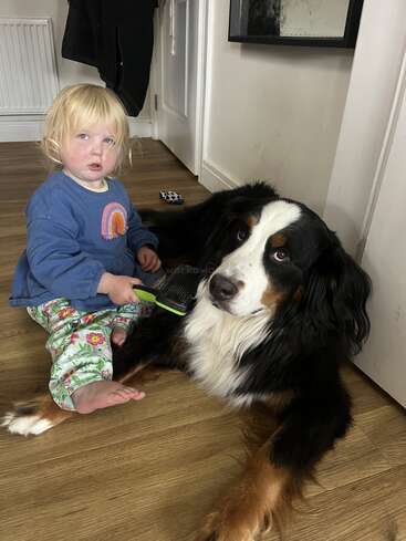 A young child with blonde hair sits on the floor, gently brushing a large, calm Bernese Mountain Dog. Both appear relaxed in a cozy indoor setting.