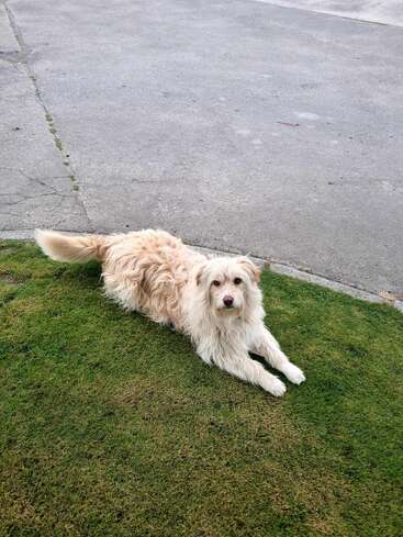 Das Bild zeigt einen kleinen, flauschigen Hund mit langem, gelocktem Fell, der auf einem Rasenstück neben einer Betonfläche liegt und direkt in die Kamera blickt.
