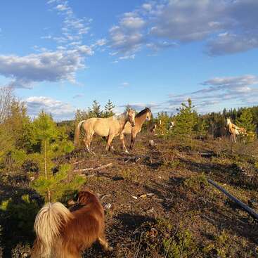 A imagem mostra uma cena serena de cavalos e um cachorro em uma área arborizada, com um céu azul e nuvens brancas ao fundo.