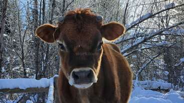 A imagem retrata uma cena serena de uma vaca marrom em um campo, com um corpo de água ao fundo e um céu claro acima. A vaca está posicionada no centro do quadro.